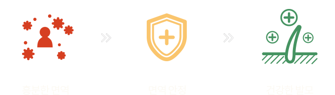 흥분한 면역에서 건강한 발모 과정
